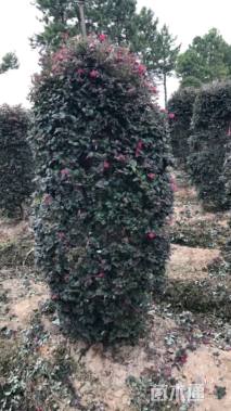 高度160厘米红花继木柱