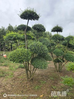 7公分造型小叶女贞