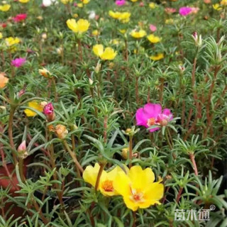 高度20厘米半支莲