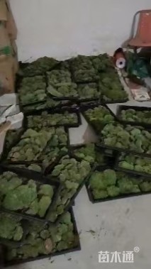 苔草