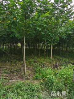 6公分枫杨