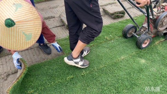 草卷状早熟禾草