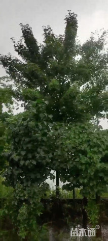 高度300厘米丁香