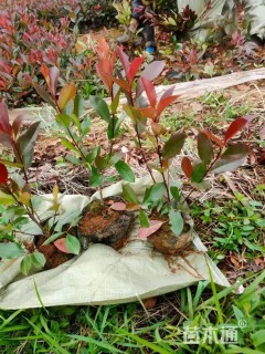 高度40厘米红叶石楠小苗