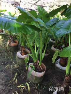 高度100厘米海芋