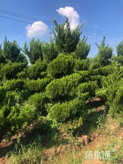 10公分造型龙柏