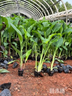 高度30厘米美人蕉