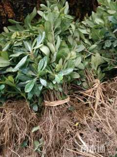 高度30厘米海桐