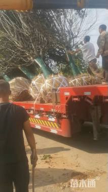 12公分绚丽海棠