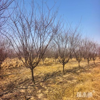 7公分榆叶梅