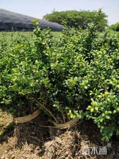 高度45厘米龟甲冬青