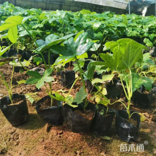 高度30厘米八角金盘小苗