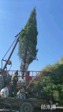 高度500厘米蜀桧