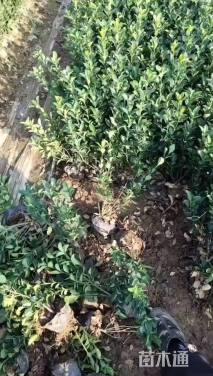 高度40厘米大叶黄杨