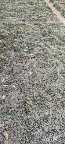 高度10厘米玉龙草