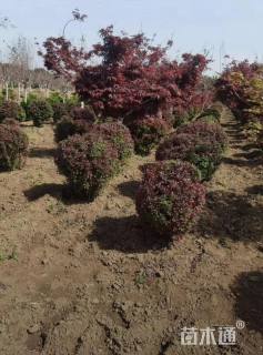 高度100厘米红叶小檗