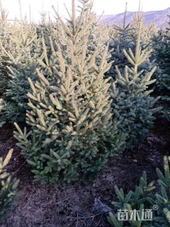 30公分云山白兰