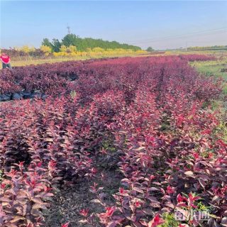 高度70厘米红叶小檗小苗