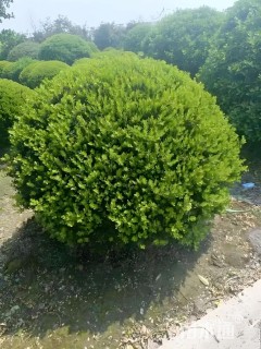 冠幅220厘米瓜子黄杨球