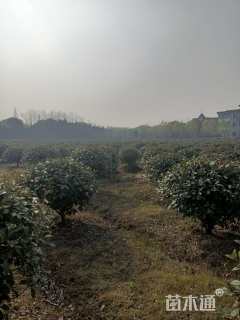 冠幅100厘米红叶石楠球