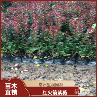2.5公分红火箭紫薇
