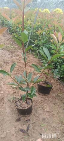 高度30厘米红叶石楠小苗