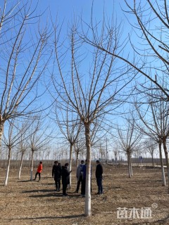 11公分金叶复叶槭