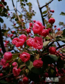 16公分白兰地海棠