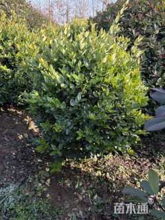 冠幅150厘米金森女贞球