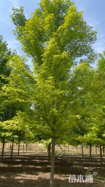 10公分美国红枫