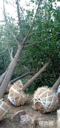 15公分嫁接银杏