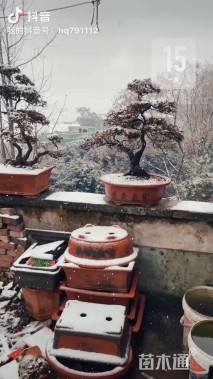 高度50厘米杜鹃