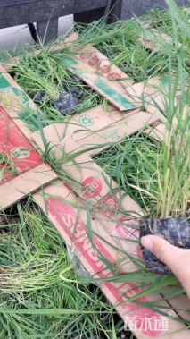 高度50厘米芦苇小苗