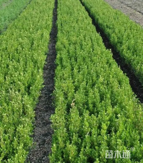 高度50厘米瓜子黄杨