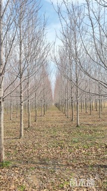 10公分美国红枫