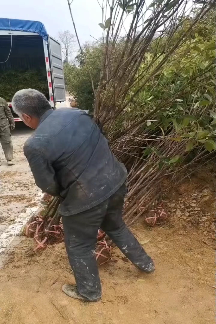 2公分桂花