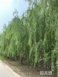 15公分垂柳