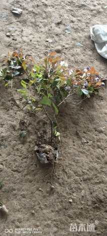 高度60厘米丛生红叶石楠