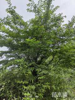 16公分染井吉野樱