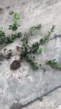 高度40厘米茶梅