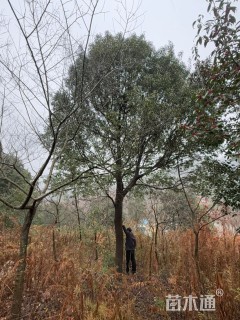 30公分红果冬青
