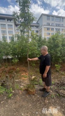 3公分金丝楠木