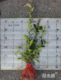 高度40厘米红叶石楠小苗