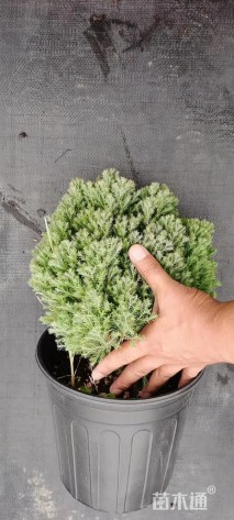 高度60厘米球柏