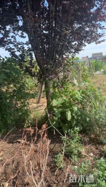 14公分紫叶李