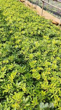 高度30厘米鹅掌柴