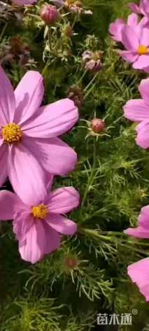 高度15厘米波斯菊