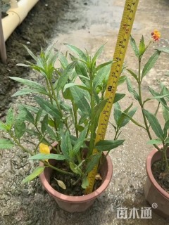 高度30厘米马利筋