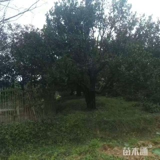 高度500厘米红桔