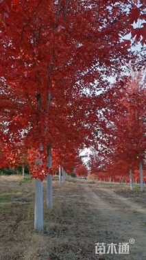 10公分中国红枫